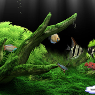 �λ�ˮ���dream aquarium