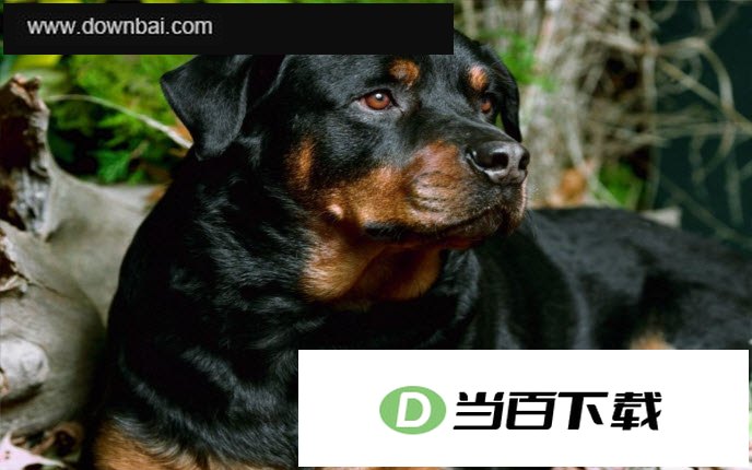 ����ʱ������(Winsome Dogs Free Screensaver) ���������ͼ