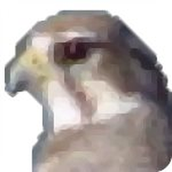 Falco Icon Studio(ͼ����������)
